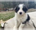 Small Photo #3 Border Collie Puppy For Sale in MOSIER, OR, USA