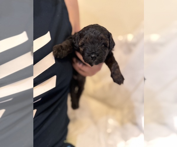 Medium Photo #119 Miniature Bernedoodle Puppy For Sale in AUBURNDALE, FL, USA