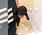 Small Photo #119 Miniature Bernedoodle Puppy For Sale in AUBURNDALE, FL, USA