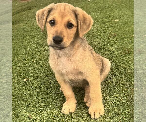 Medium Photo #3 Labrador Retriever-Unknown Mix Puppy For Sale in San Diego, CA, USA