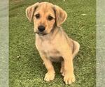 Small #2 Labrador Retriever Mix