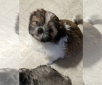 Small Photo #5 Shih Tzu Puppy For Sale in WASHBURN, MO, USA