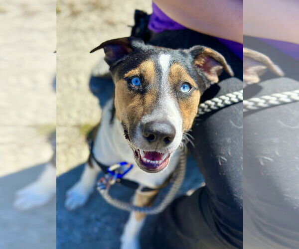 Medium Photo #3 Australian Shepherd-Unknown Mix Puppy For Sale in West Cornwall, CT, USA