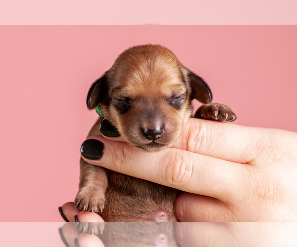 Medium Photo #56 Dachshund Puppy For Sale in CROWLEY, TX, USA
