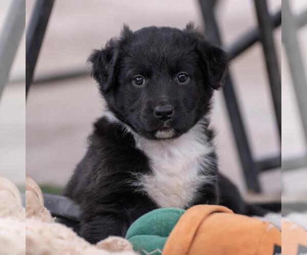 Medium Photo #4 Labrador Retriever-Unknown Mix Puppy For Sale in San Diego, CA, USA