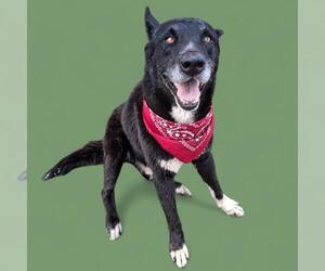 - Mix Dogs for adoption in Bakersfield, CA, USA