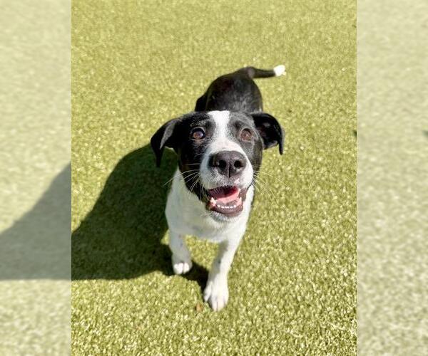 Medium Photo #1 Labrador Retriever-Treeing Walker Coonhound Mix Puppy For Sale in Dedham, MA, USA