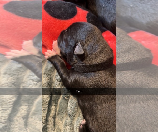 Medium Photo #2 American Pit Bull Terrier-Labrador Retriever Mix Puppy For Sale in Holly Springs, NC, USA