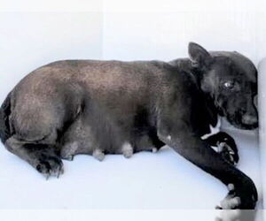 Labrador Retriever-Unknown Mix Dogs for adoption in Houston, TX, USA