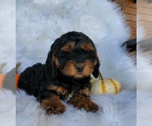 Cock-A-Poo Puppy for sale in FREDERICKSBG, OH, USA