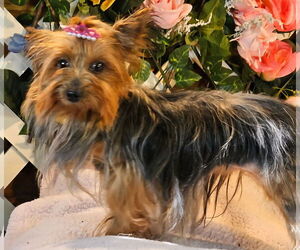 Mutt Dogs for adoption in Bon Carbo, CO, USA