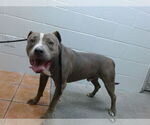 Small American Pit Bull Terrier