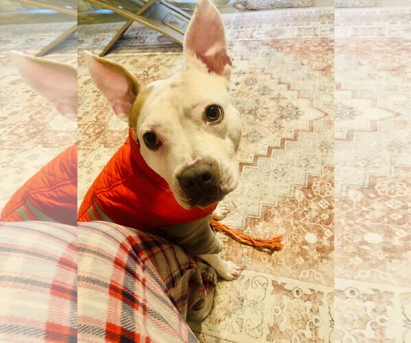 Medium Photo #4 Mutt Puppy For Sale in Oakhurst, NJ, USA