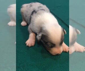 Australian Shepherd Puppy for sale in JURUPA VALLEY, CA, USA