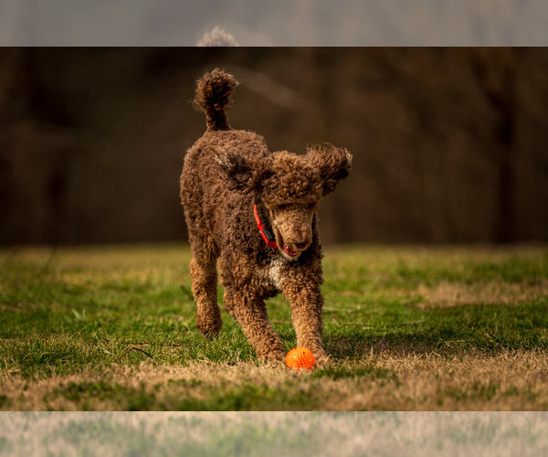 Medium Photo #1 Labradoodle Puppy For Sale in DEEPWATER, MO, USA