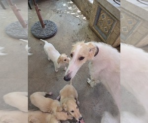 Mother of the Borzoi puppies born on 03/27/2026