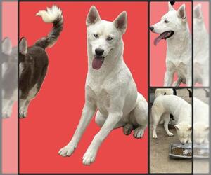 Siberian Husky Dogs for adoption in San Antonio, TX, USA