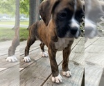 Small Photo #12 Boxer Puppy For Sale in HUMBOLDT, TN, USA