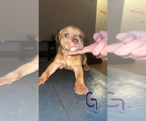 American Bully Puppy for sale in WINSTON SALEM, NC, USA