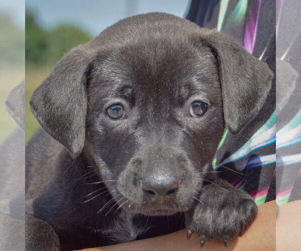 Medium Photo #6 American Bulldog-Chocolate Labrador retriever Mix Puppy For Sale in Huntley, IL, USA