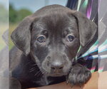 Small #5 American Bulldog-Chocolate Labrador retriever Mix