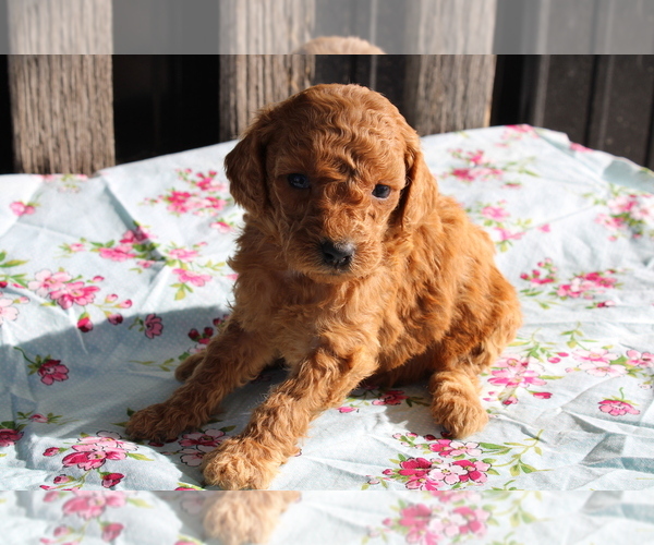 Medium Photo #6 Goldendoodle (Miniature) Puppy For Sale in BLOOMINGTON, IN, USA