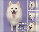 Blizzard from Korea - Male Samoyed Dog for Adoption - Small photo