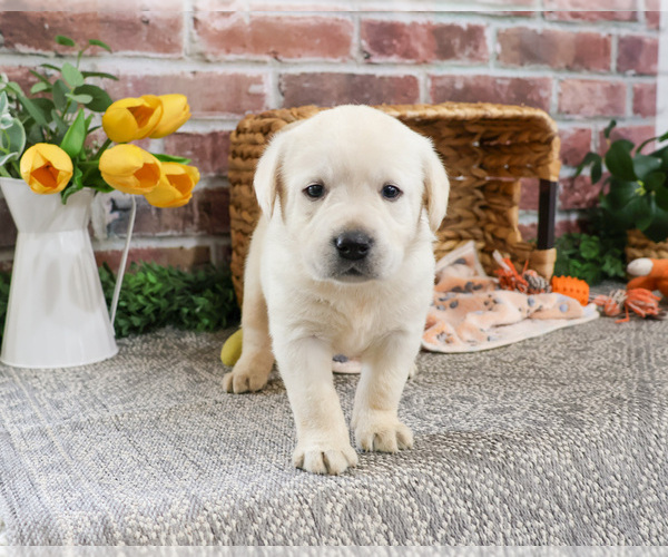 Medium Photo #3 Labrador Retriever Puppy For Sale in SYRACUSE, IN, USA