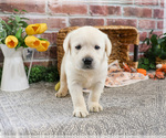 Small #2 Labrador Retriever