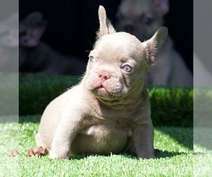French Bulldog Puppy for sale in WEST HILLS, CA, USA