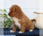 Small #3 Cavapoo