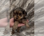 Small #3 Yorkshire Terrier