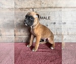 Small #7 Boxer