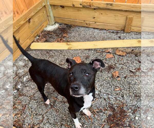 Medium Photo #1 Boxer-Unknown Mix Puppy For Sale in Houston, TX, USA
