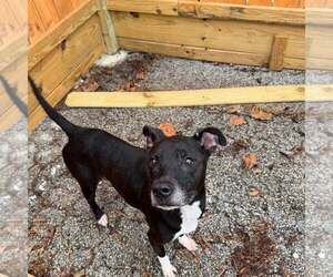 Boxer-Unknown Mix Dogs for adoption in Houston, TX, USA