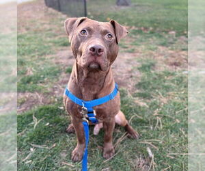 Mutt Dogs for adoption in Boston, MA, USA