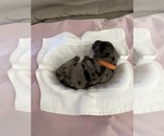 Puppy 5 