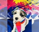 Puppy 5 Bernedoodle-Sheepadoodle Mix