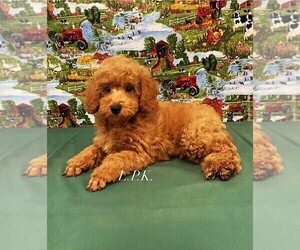 Poodle (Miniature) Puppy for sale in WINNSBORO, LA, USA