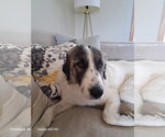 Small #3 Great Pyrenees