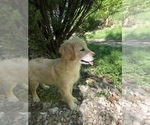 Small Photo #1 Golden Retriever Puppy For Sale in CHURCHVILLE, VA, USA