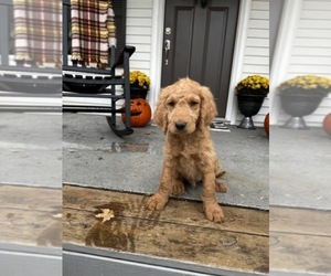 Goldendoodle Puppy for sale in LAPEER, MI, USA