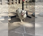 Small Photo #1 Bulldog Puppy For Sale in JOLIET, IL, USA