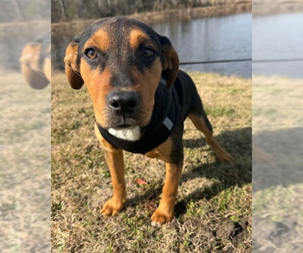 Medium Photo #3 Bulldog-Labrador Retriever Mix Puppy For Sale in Tarrytown, GA, USA