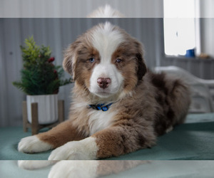 Australian Shepherd Puppy for sale in MILLERSBURG, OH, USA
