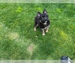 Small Photo #43 German Shepherd Dog Puppy For Sale in JURUPA VALLEY, CA, USA