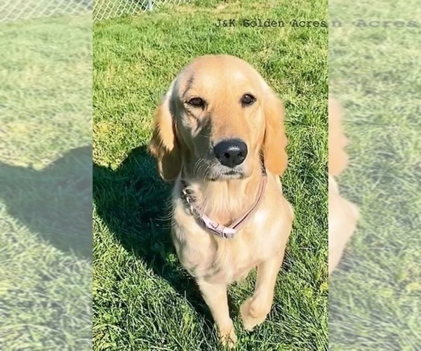 Medium Photo #1 Golden Retriever Puppy For Sale in RIGA, MI, USA