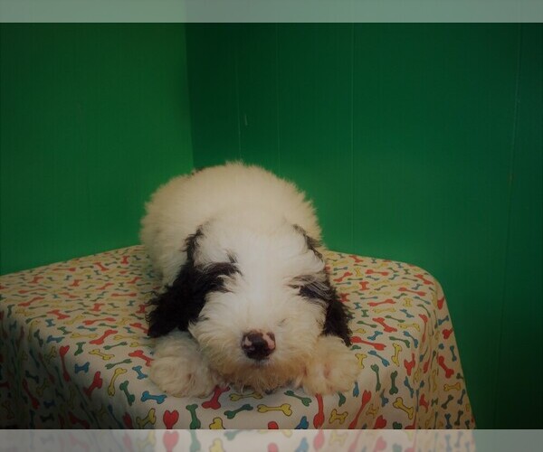 Medium Photo #5 Miniature Bernedoodle Puppy For Sale in PATERSON, NJ, USA