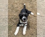 Small #2 Mutt
