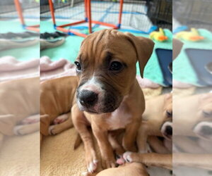 American Staffordshire Terrier-Boxer Mix Dogs for adoption in Sayreville, NJ, NJ, USA